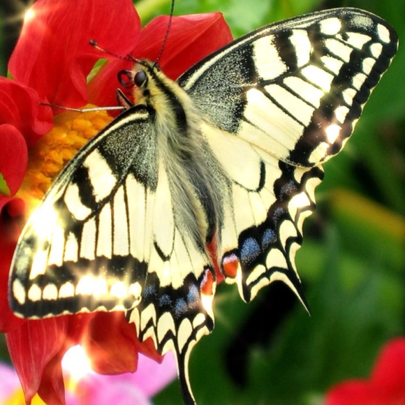 butterflybaby16